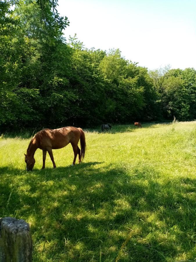 Gîte de la Noyelle à Sainghin en Mélantois Esterno foto