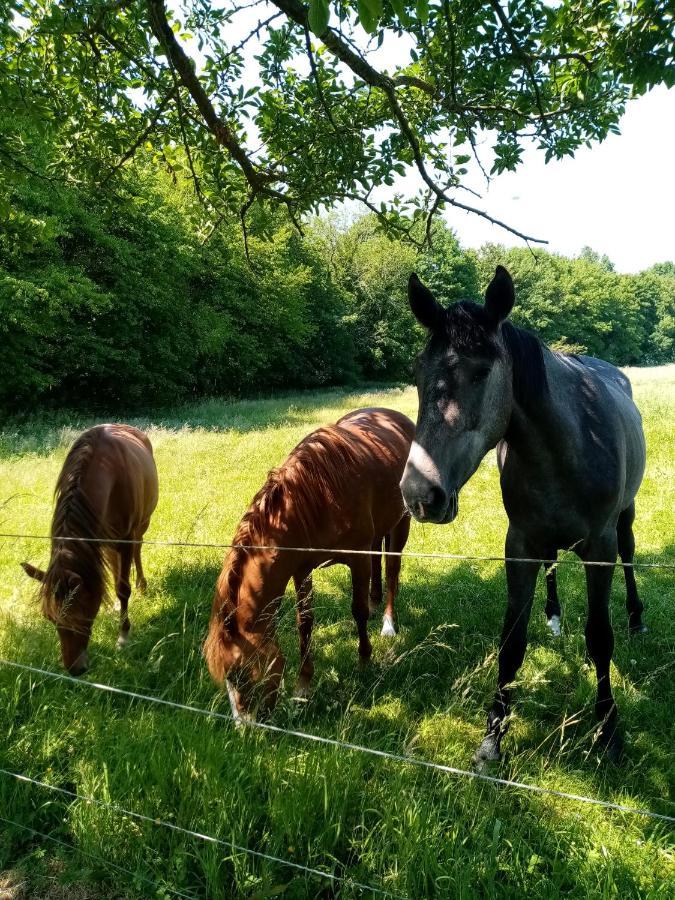 Gîte de la Noyelle à Sainghin en Mélantois Esterno foto